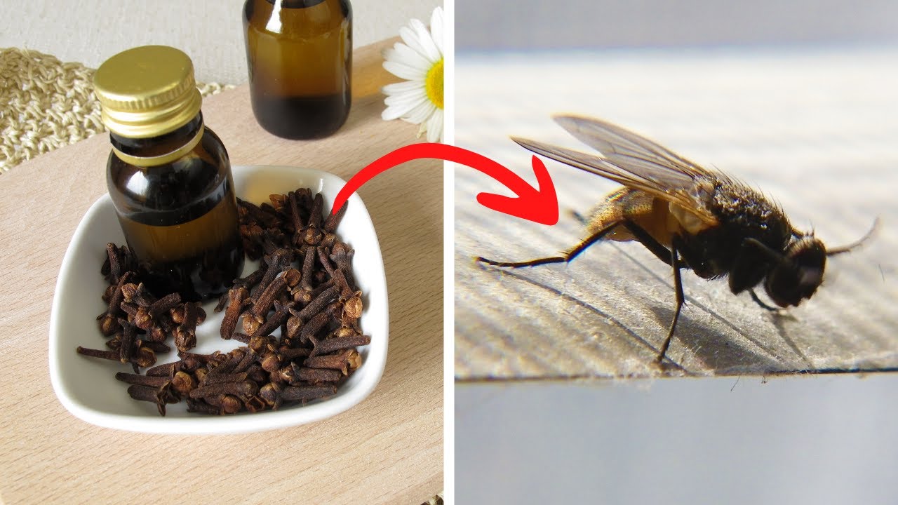 The Cloves Trick: Your Natural Shield Against Flies and Mosquitoes