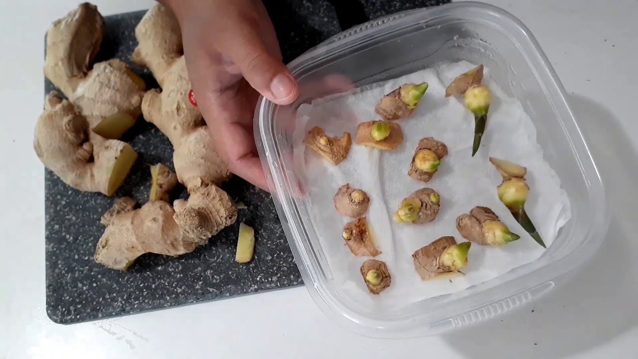 Sprout Store-Bought Ginger with This Fascinating Trick!