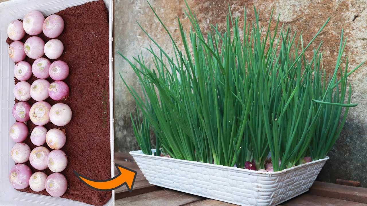 Growing Green Onions at Home: The Simple Towel and Water Method