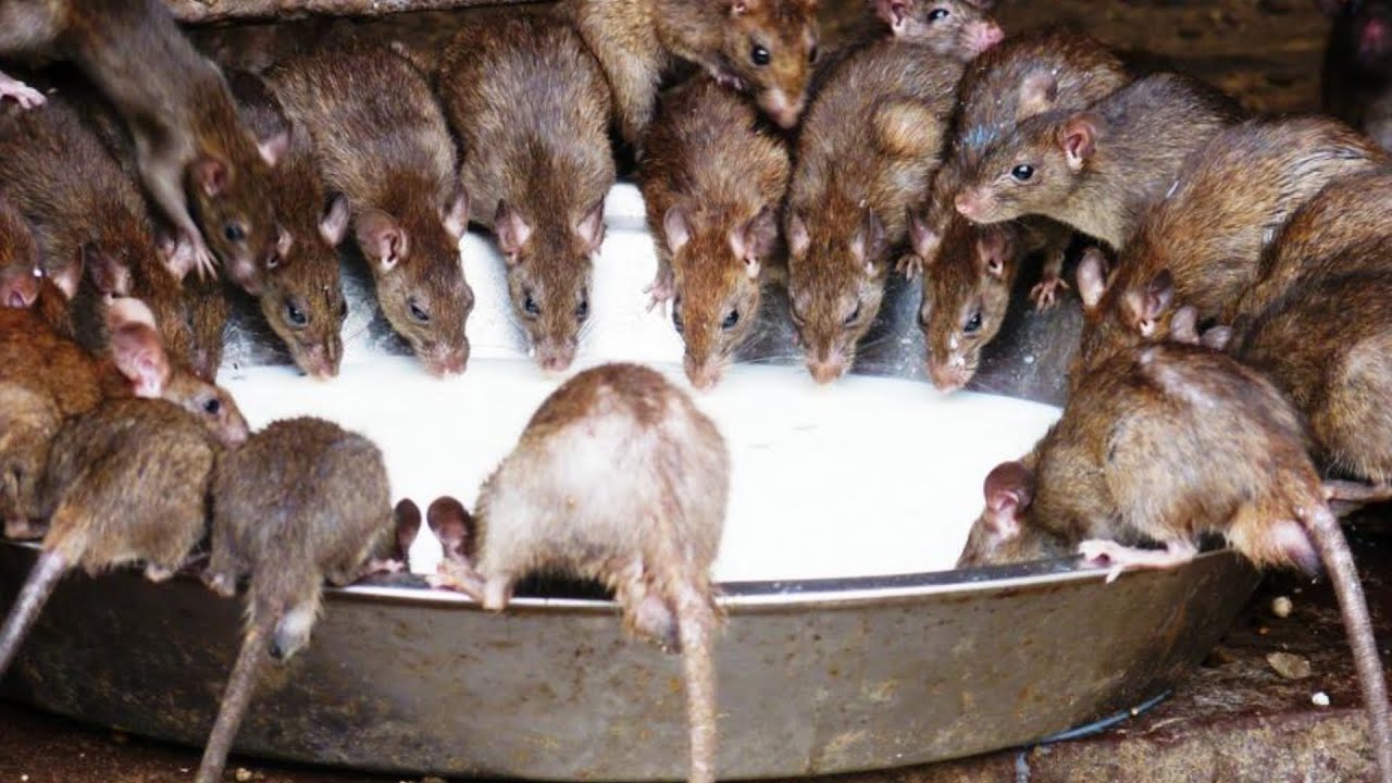 Say Goodbye to Rats and Mice the Gentle Way: A Natural Repellent Recipe