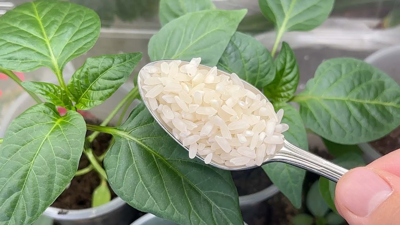 A Spoonful Secret for Thriving Seedlings: The Rice Water Wonder