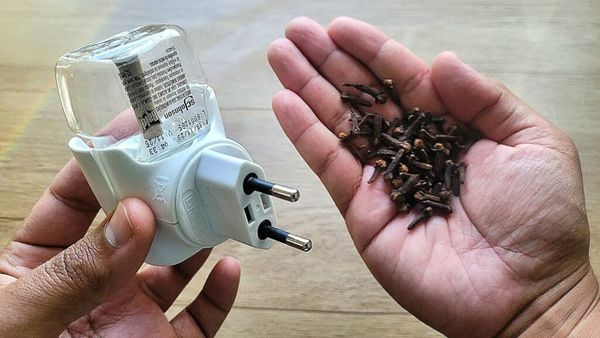 A Natural Solution: Keep Mosquitoes at Bay with Cloves