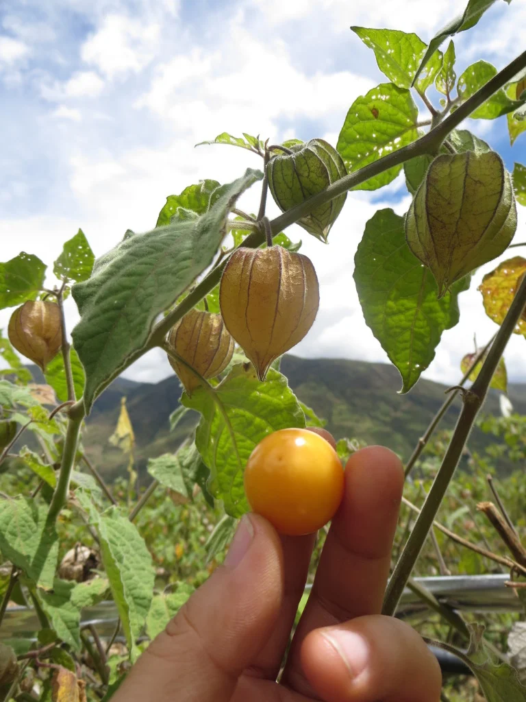 Growing Your Own Physalis: A Garden Adventure Begins with Store-Bought Fruit