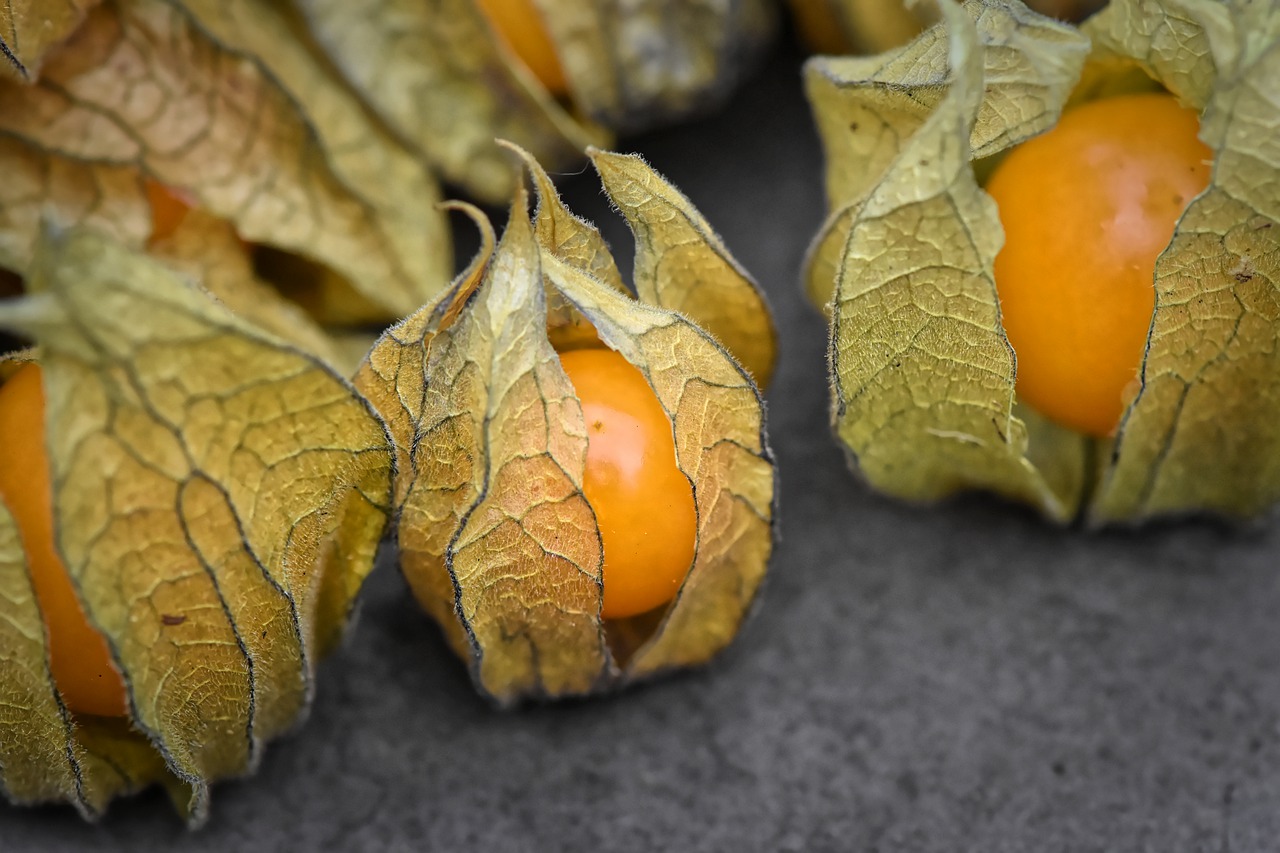 Discovering the Golden Benefits of Canapum (Physalis)