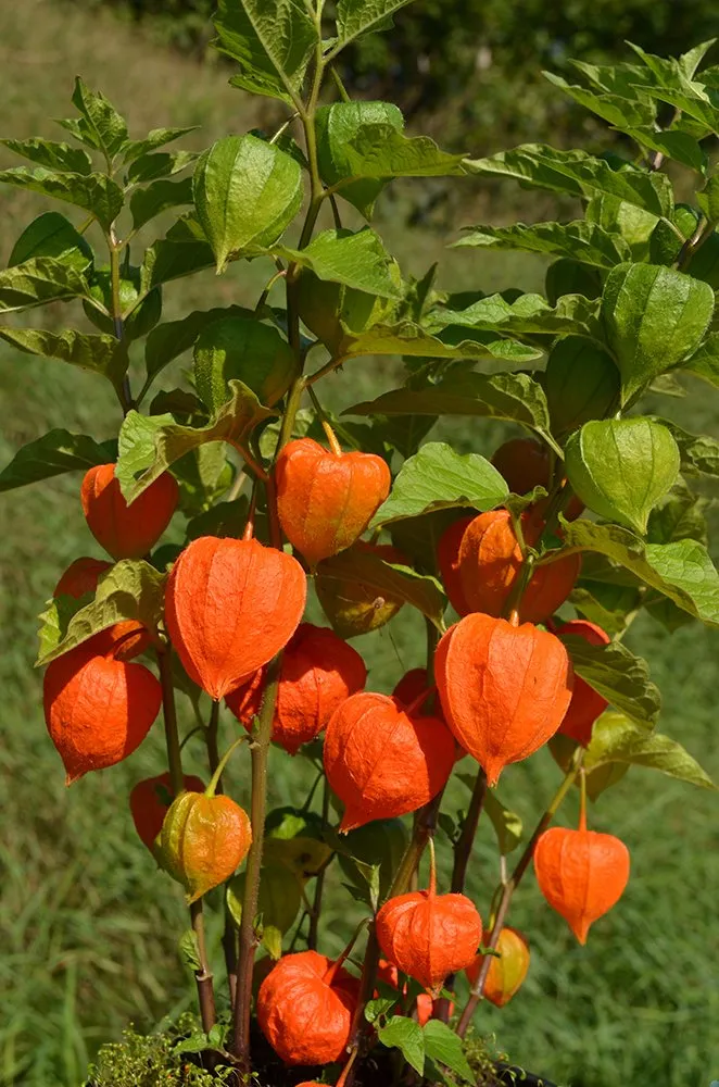 The Marvels of Physalis Fruit: Unveiling the Benefits and Uses of Cape Gooseberry