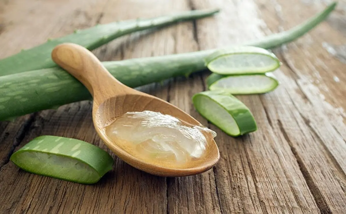 Unlock the Secret to Luxurious Locks: Aloe Vera, Your Hair’s Best Friend