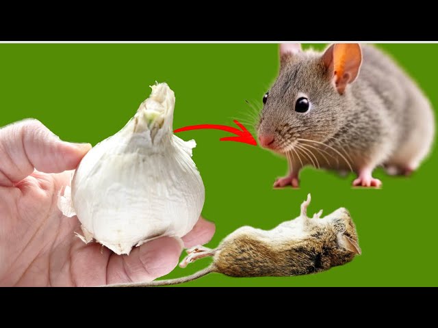 Banishing Mice and Rats the Natural Way: The Power of Garlic