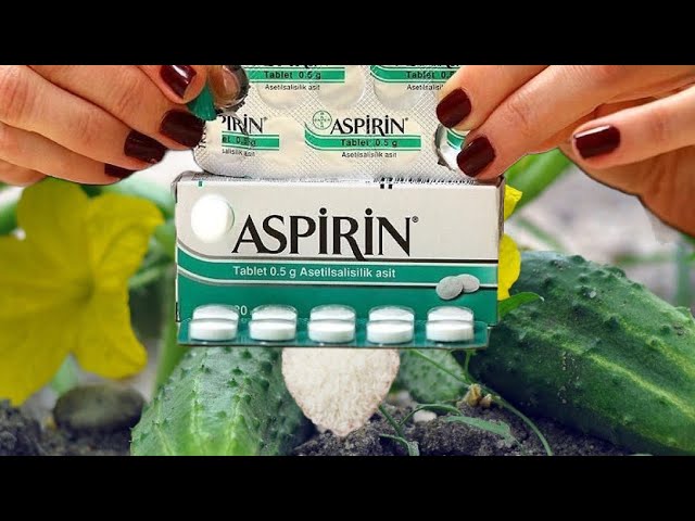 Unlocking a Bountiful Harvest: The Aspirin Secret for Your Garden