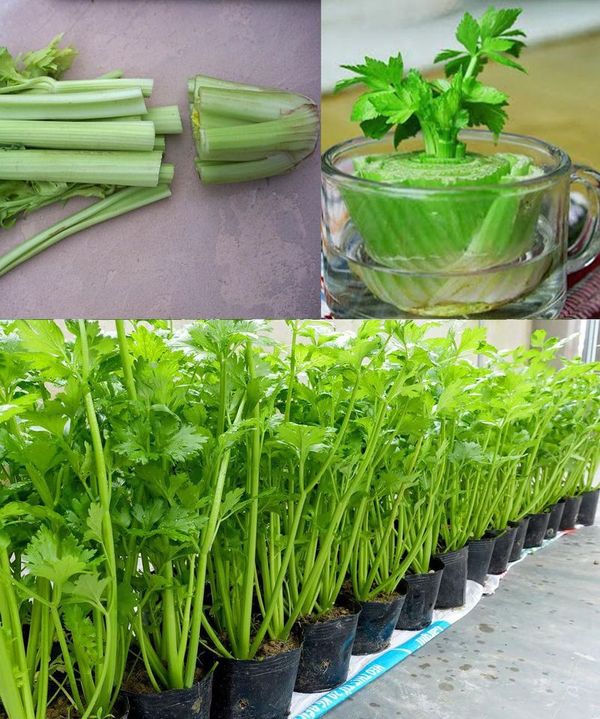 Regrow Celery at Home from Scraps – No Garden Needed