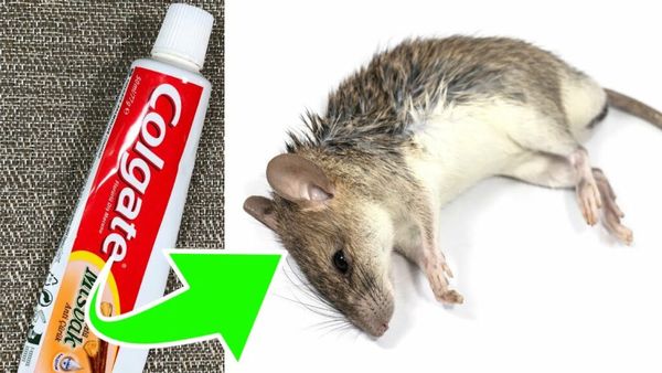 Say Goodbye to Rodents with Toothpaste!