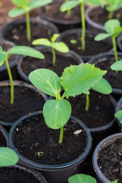 Simple Methods to Grow Cucumber Plants at Home Using Organic Fertilizer