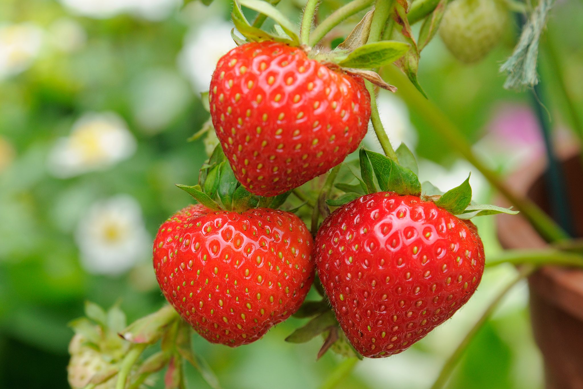 Homemade Thick Strawberry Juice: A Tasty and Healthy Treat