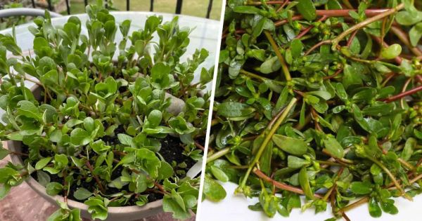 8 Reasons Why You Should Embrace Purslane in Your Garden