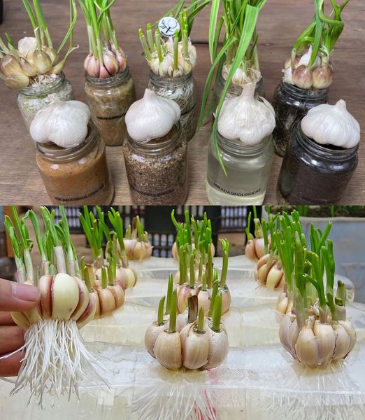 The Surprising Benefits of Using Garlic in Your Garden