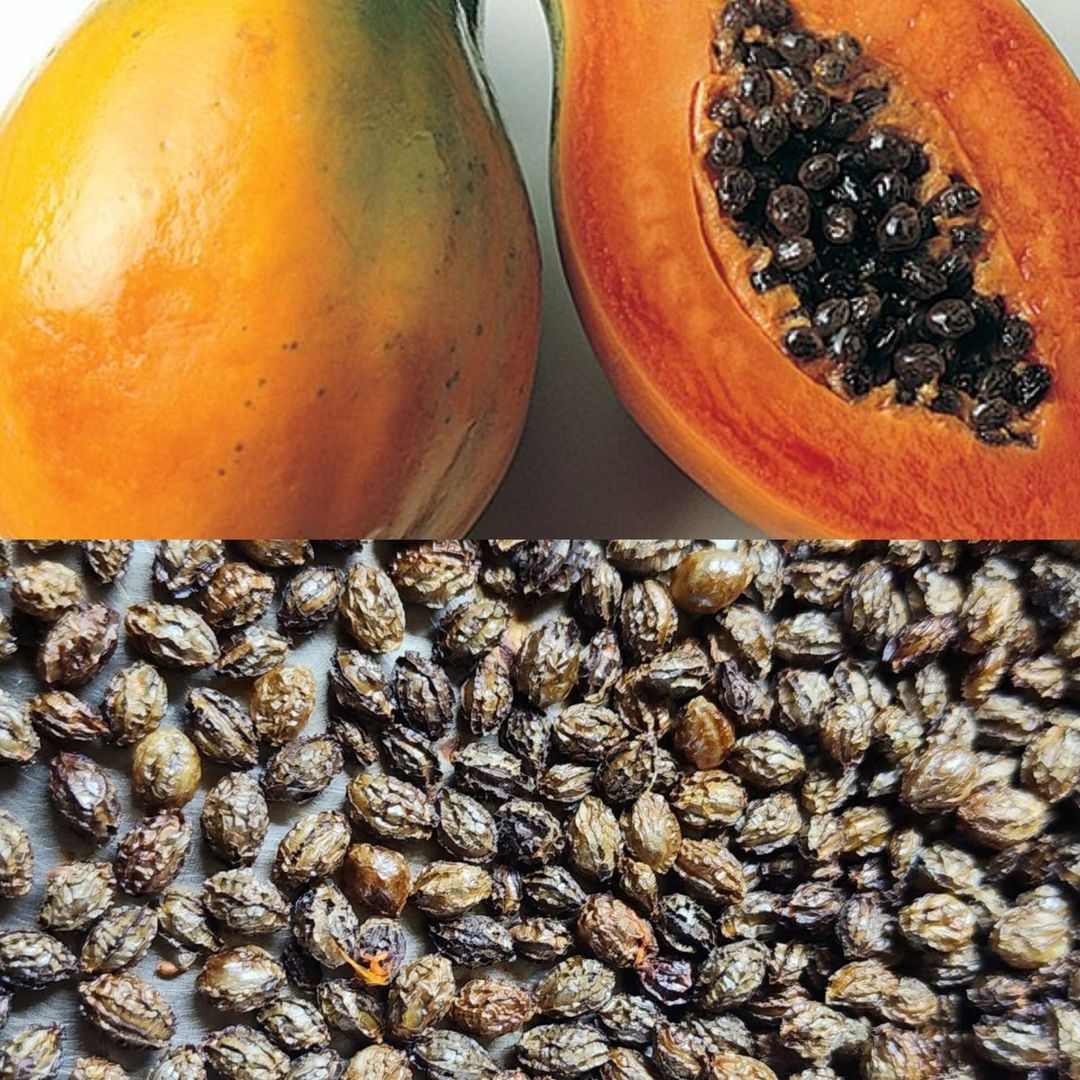 A Novel Approach to Health: Tasting Papaya Seed Tea and Its Delicious Benefits