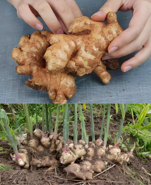 How to Grow Ginger at Home for an Endless Supply