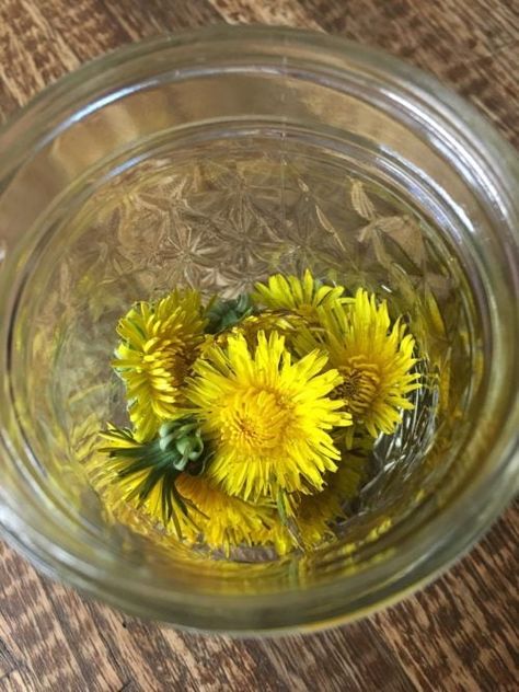 Discover the Wonders of Dandelion Oil: A Medicinal Marvel for Well-Being