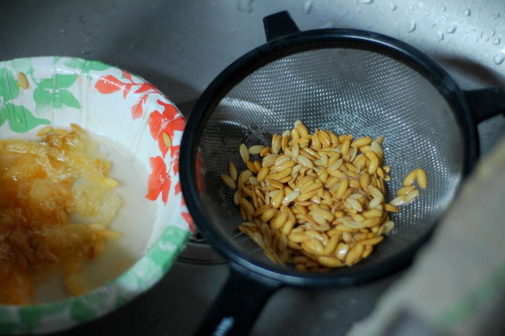 Unlocking the Health Benefits of Melon Seeds: A Surprising Wellness Elixir