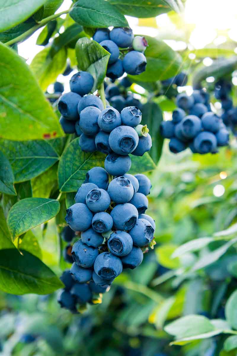 Blueberries: Nature’s Medicinal Superfruit for a Healthier You!