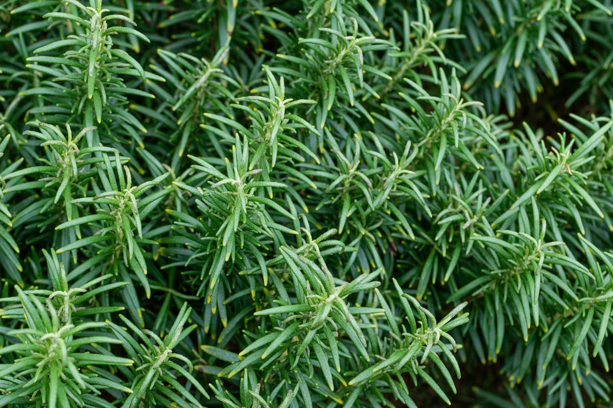 Discover the 20 Powerful Health Benefits of Rosemary