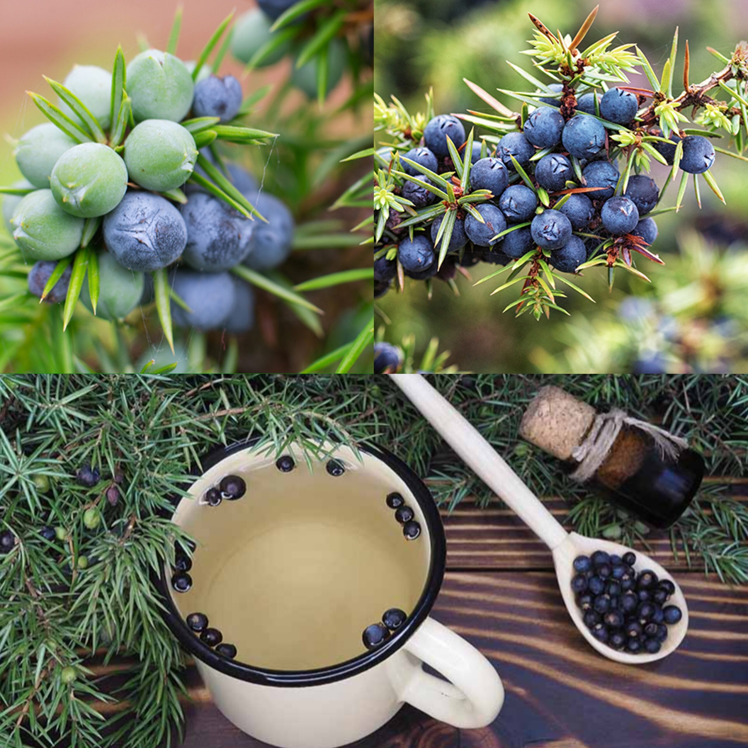 Exploring the Healing Powers of Juniper Tea