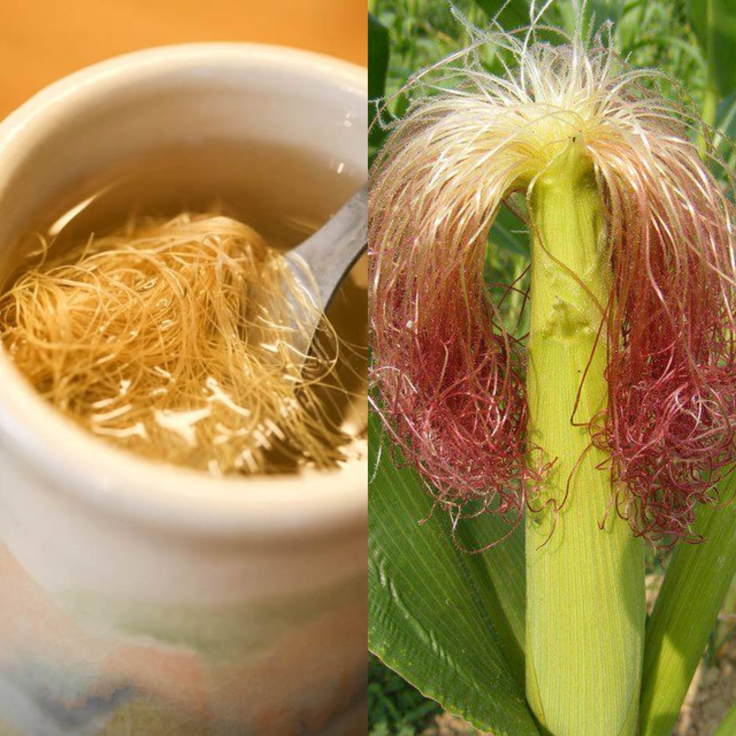 Corn Silk Tea: An Old Remedy with Surprising Benefits