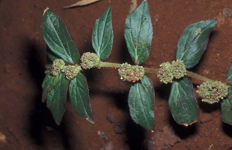 Unlocking the Secrets of Euphorbia Hirta: A Versatile Medicinal Plant