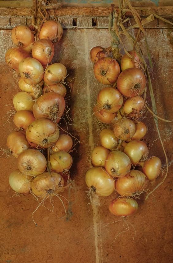 Smart Storage: How to Keep Onions Fresh for Up to Two Years