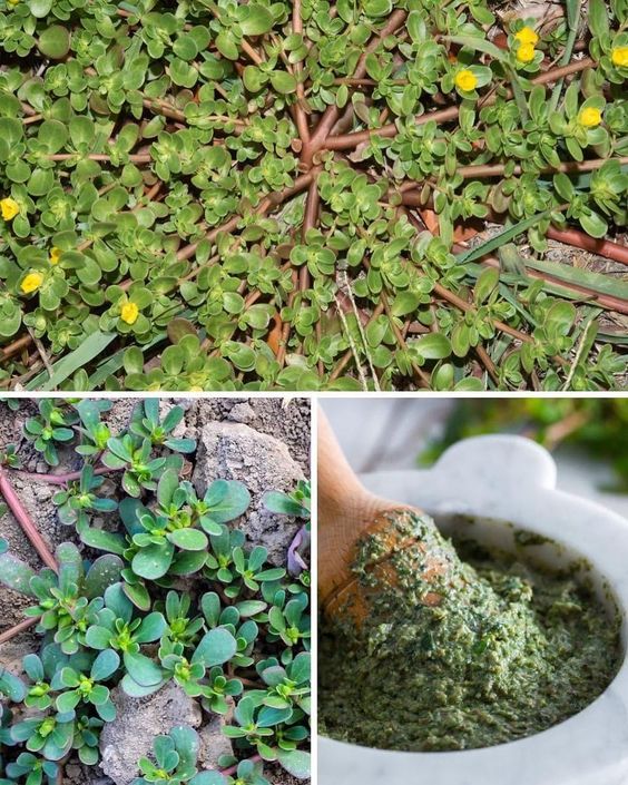 Discovering the Delights of Purslane: A Culinary Treasure from Turkey