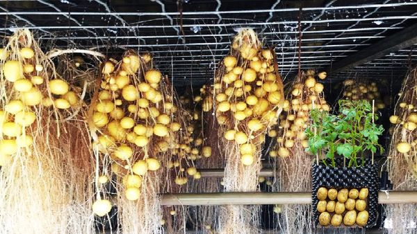 Growing Potatoes in the Air: A Revolutionary Method for Farmers and Gardeners