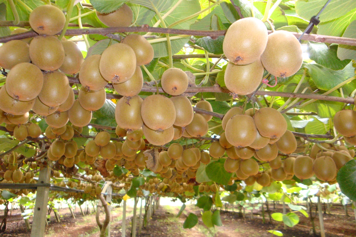 Growing Kiwi at Home: Bringing Exotic Fruits to Your Windowsill