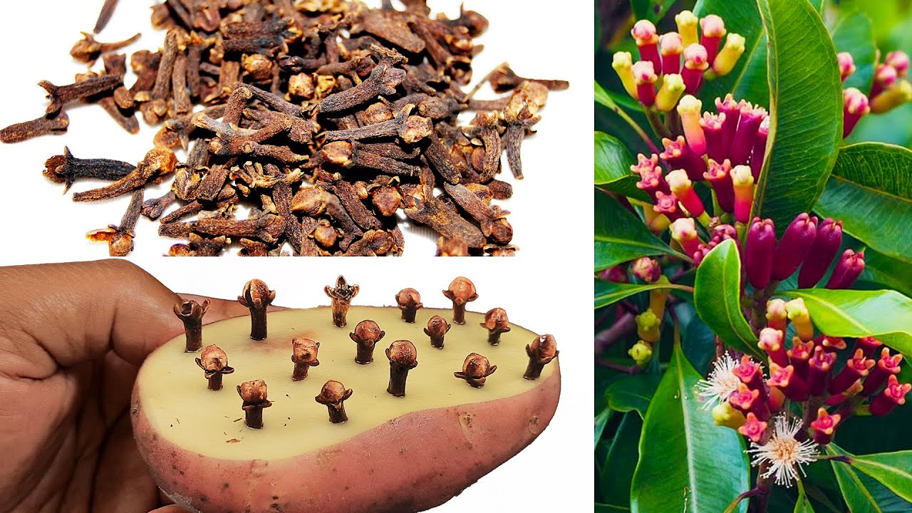 Grow Your Own Clove Plant at Home: A Guide to Growing Clove from Seed