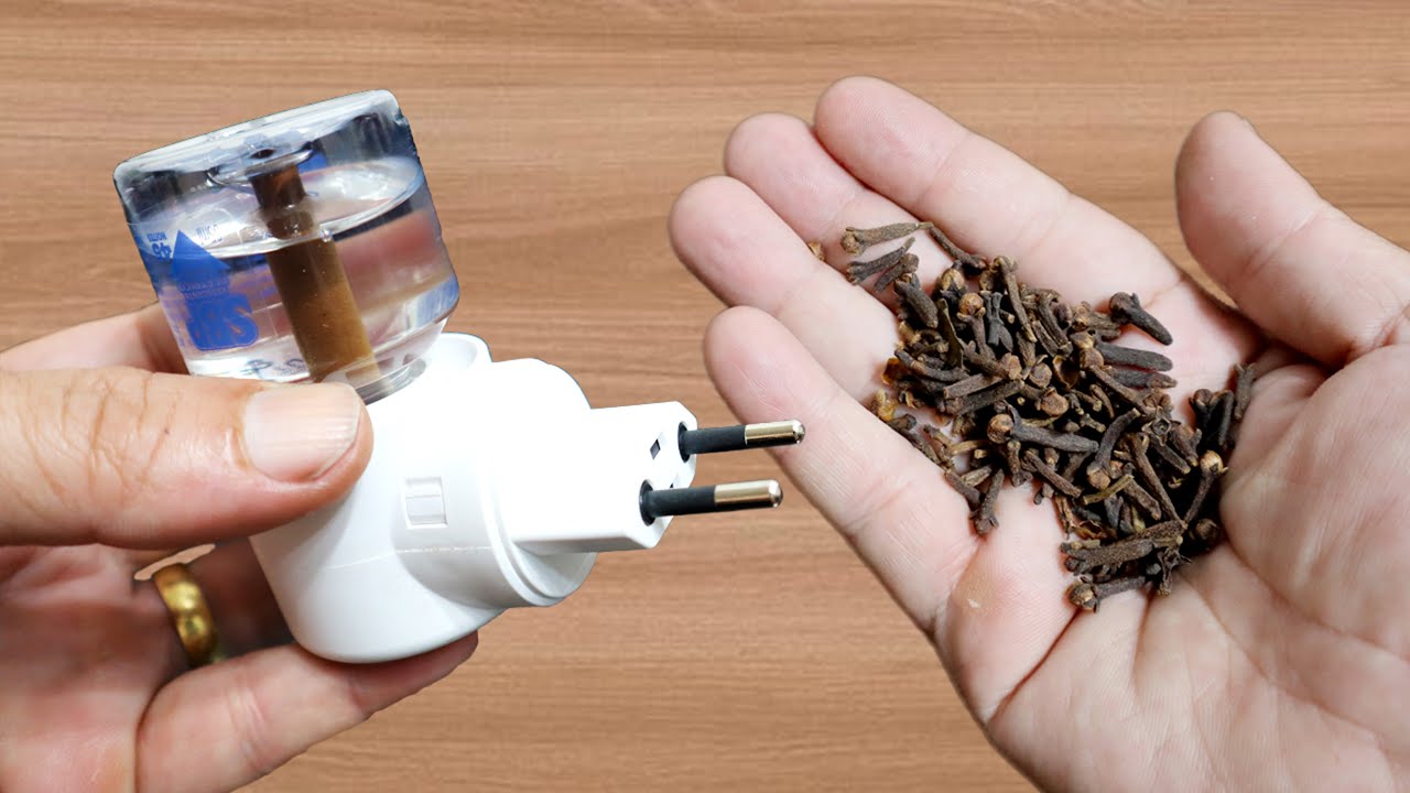 Keep Mosquitoes at Bay with a Simple Clove Hack for Your Electric Raid