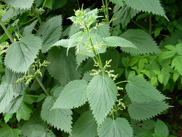 Unlock the Secret Power of Nettles: From Garden Nutrient to Kitchen Delight