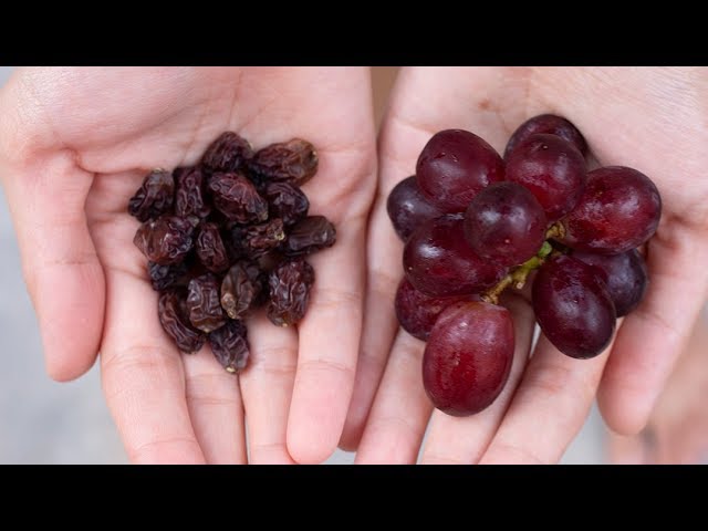 How to Make Plumper, Juicier Raisins from Grapes