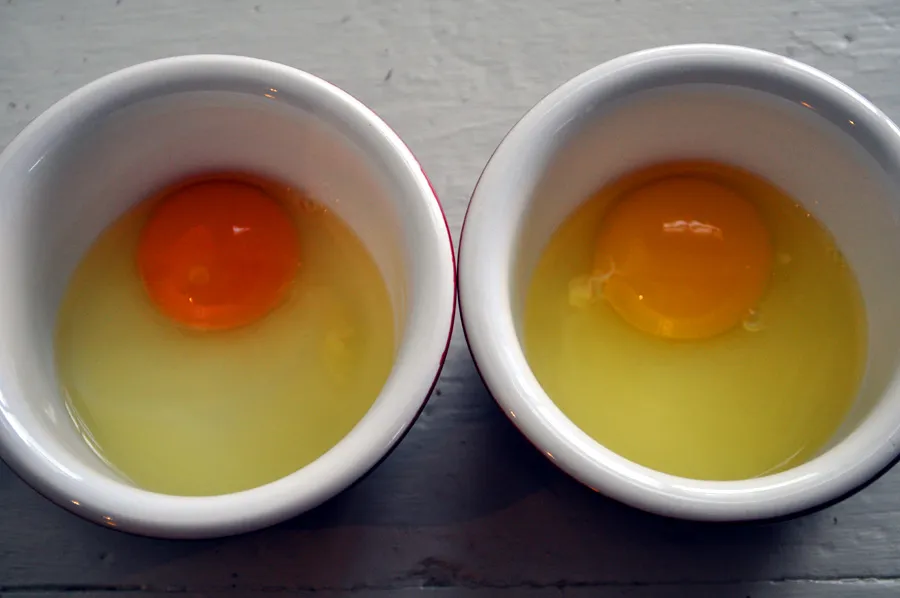 Egg Yolks: The Color Difference Between Pasture-Raised and Factory Farm Eggs