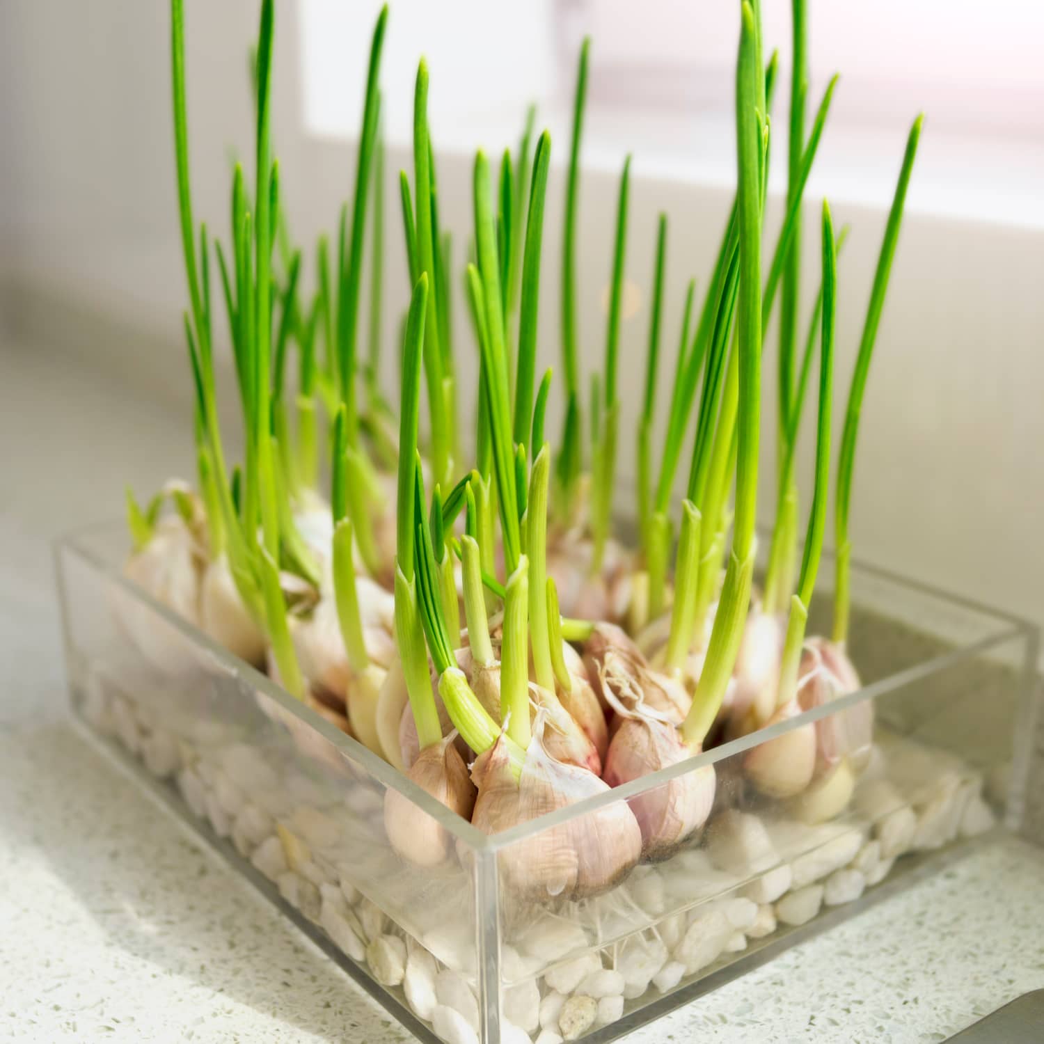 Growing Ginger, Garlic, and Lemongrass at Home: A Simple Guide