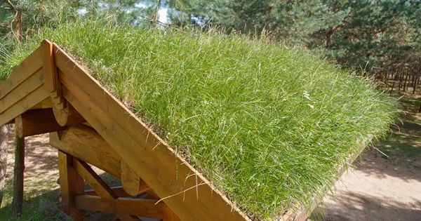 Creating a Green Roof: A Step-by-Step Guide