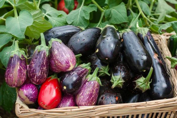 7 Essential Tips for Growing Eggplants: Maximize Your Harvest