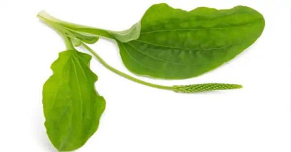 The Healing Power of Broadleaf Plantain: Nature’s Gift to You