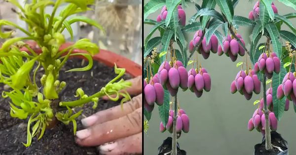 The Easy Way to Grow Mango Trees from Cuttings in Water