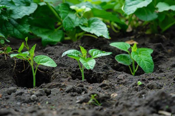 Optimal hole size based on plant maturity