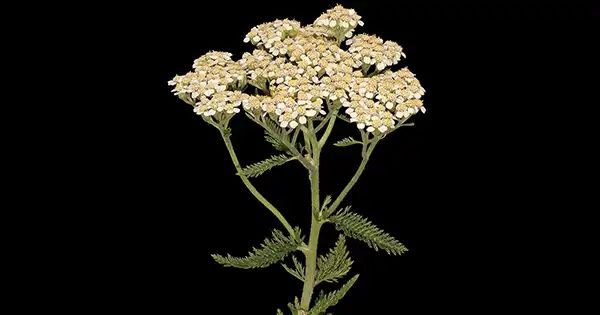 Discover the Healing Powers of Yarrow