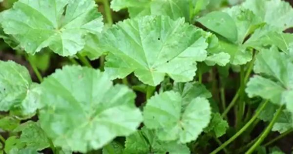 The Amazing Health Benefits of Common Mallow Leaves