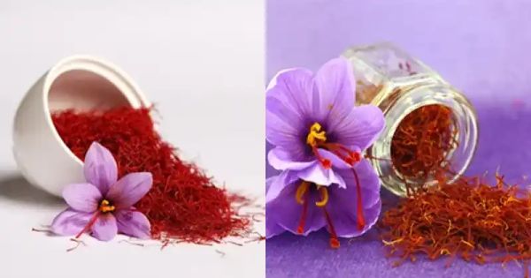 Growing Saffron Easily in Containers at Home