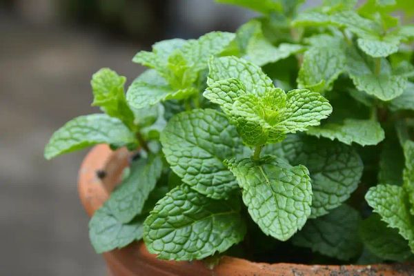 Unlocking the Secrets to Growing an Abundance of Fresh Mint from One Cutting