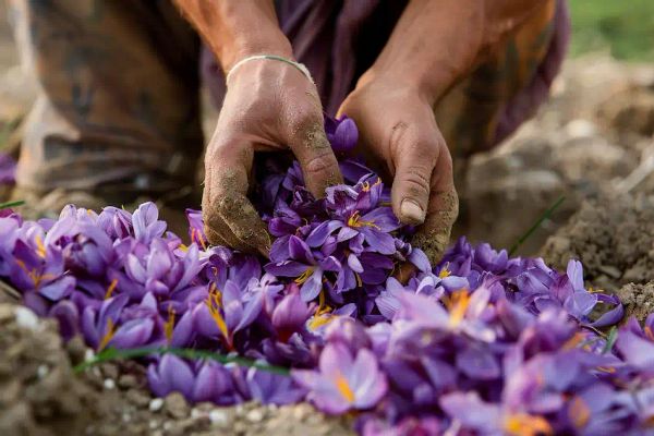 saffron harvesting from home garden