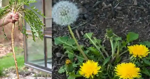 Why Dandelion Roots are the Unsung Heroes of the Plant