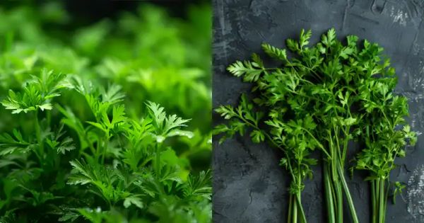 The Surprising Health Benefits of Carrot Tops (Carrot Greens)