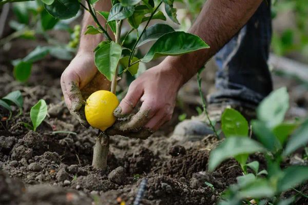 Lemon tree planting